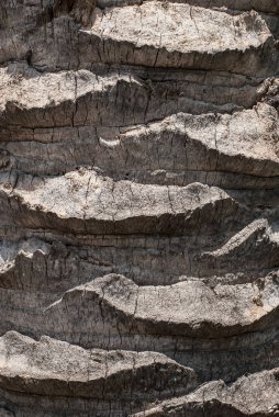 Texture of a palm tree trunk.
