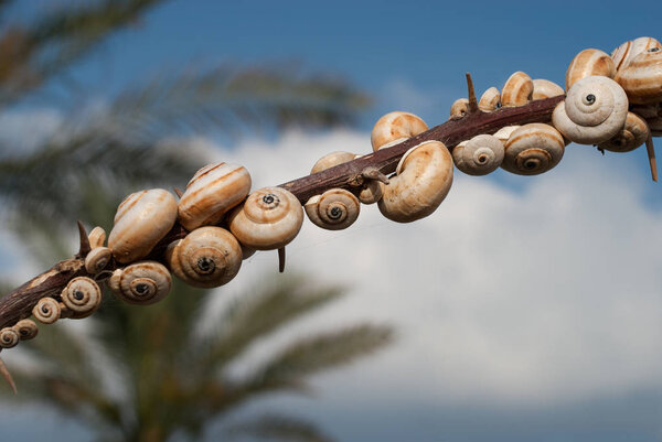 A lot of snails got settled on the branch, closeup.