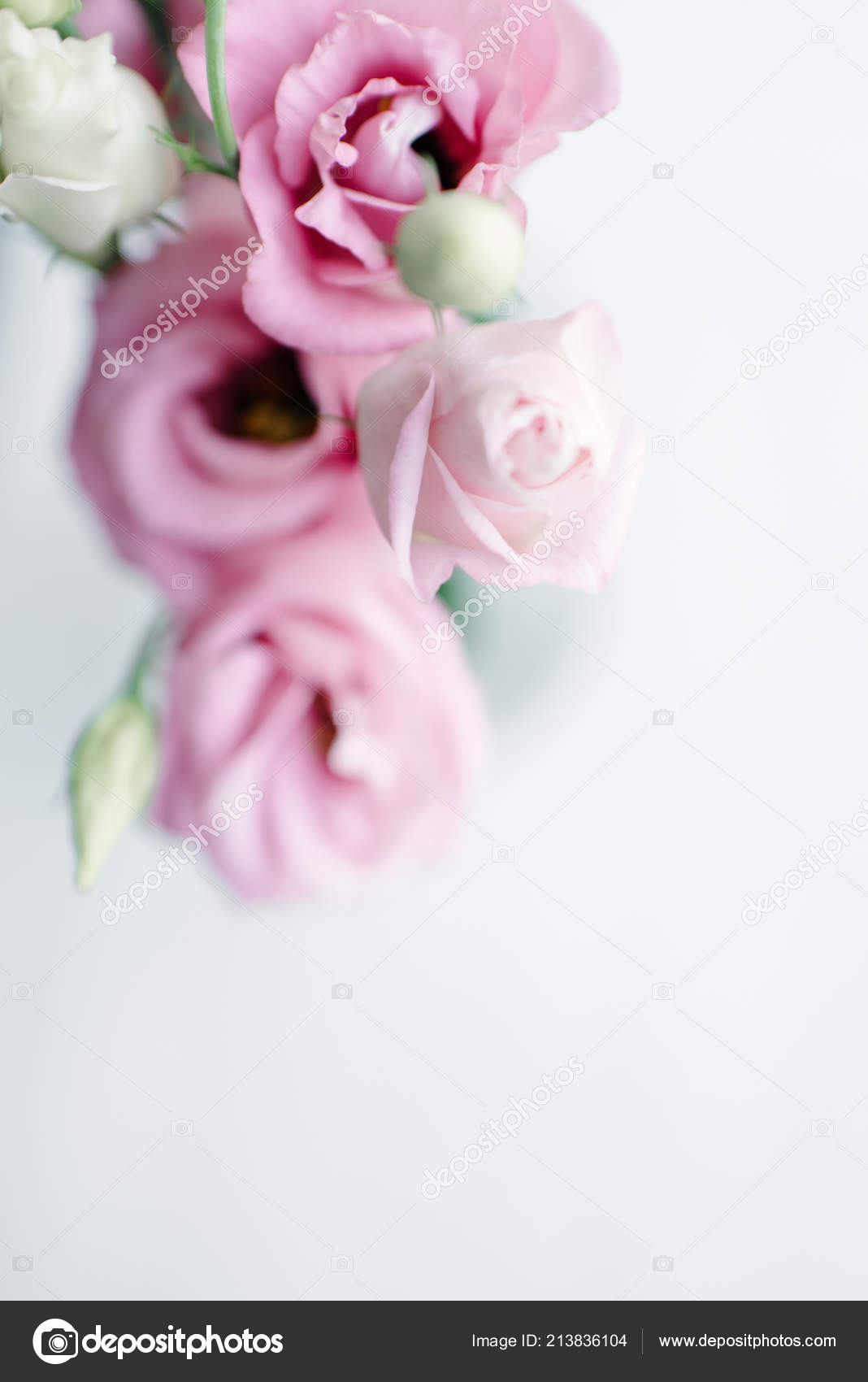 Background Light Blush Pink Blush Pink Mini Garden Roses Light Background Stock Photo C Scoutori Background Light Blush Pink Blush Pink Mini Garden Roses Light Background Stock Photo C Scoutori