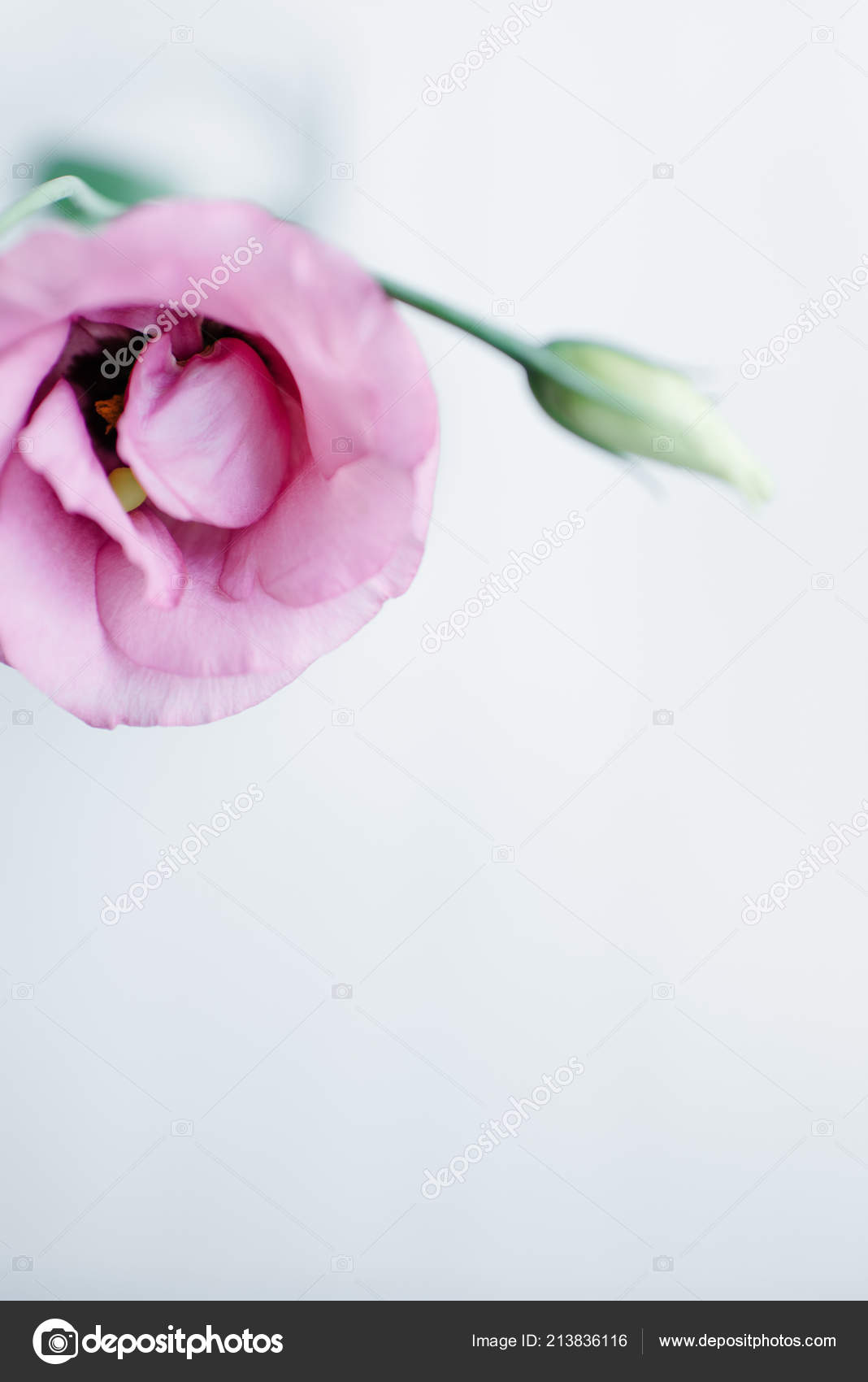 Blush Pink Mini Garden Roses Light Background Stock Photo by ©scoutori ...
