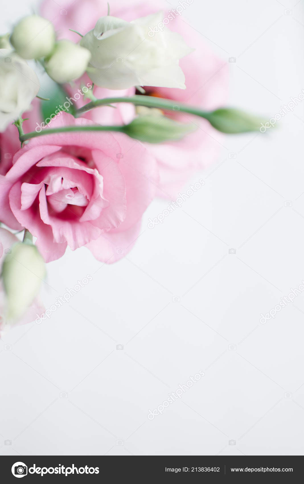 Background Blush Pink Backgrounds Blush Pink Mini Garden Roses Light Background Stock Photo C Scoutori Background Blush Pink Backgrounds Blush Pink Mini Garden Roses Light Background Stock Photo C Scoutori