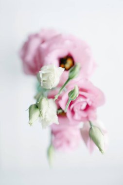 Allık pembe mini bahçe gül hafif bir arka plan üzerinde