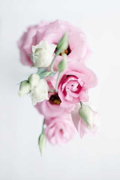 Blush pink mini garden roses on a light background