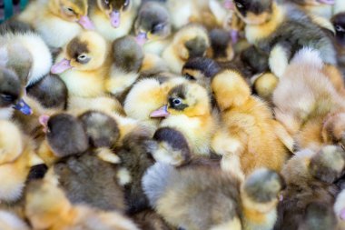 Ördek yavrusu Satılık pazarda kuluçta. Kümes hayvanları satışı ve satın alma