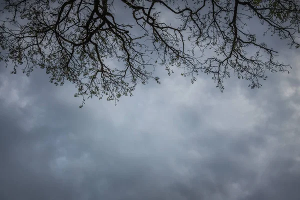 Ramo Árvore Cima Contexto Céu Tempestuoso Escuro Espaço Cópia Para — Fotografia de Stock