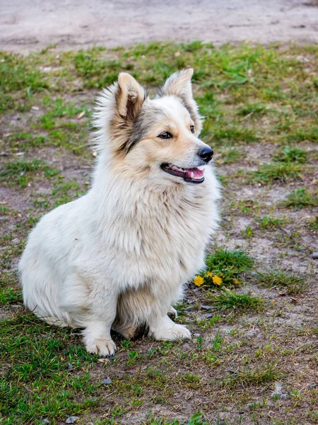 Weißer Flauschiger Süßer Hund Sitzt Beim Spaziergang Auf Gras Park — Stockfoto