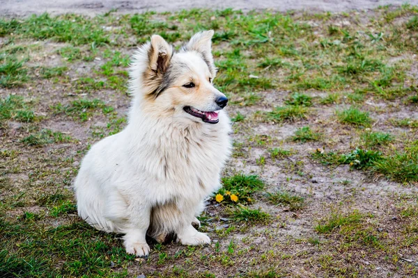 Cão Bonito Branco Fofo Treinado Senta Grama Executando Comando Host — Fotografia de Stock