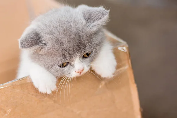 Little Gray Kitty Scottish Fold Wants Get Out Cardboard Box — Stock Photo, Image