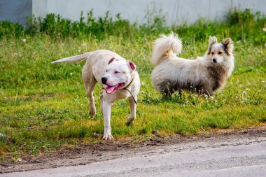 Beyaz genç köpek otların üzerinde özgürce oynayan tüylü beyaz köpeğin yanında pitbull yetiştiriyor.
