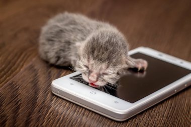 Yeni doğmuş yavru geri kalan cep telefonu yaşıyor. Erken çocukluk döneminden son teknoloji ile aşinalık