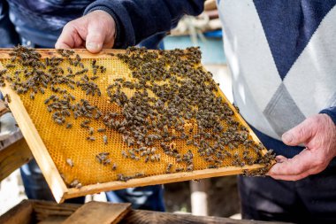 Arıcı arılar petek çerçeveyle elinde tutar. Bir arı kovanı, Arı Bakımı