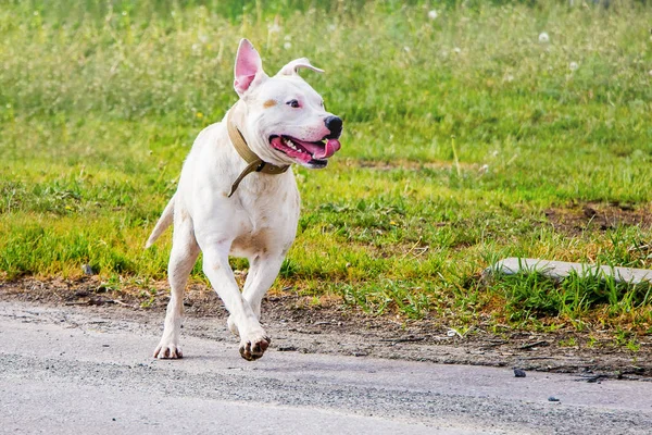 Perro Blanco Raza Pitbull Perro Corre Por Camino Paseando Con — Foto de Stock