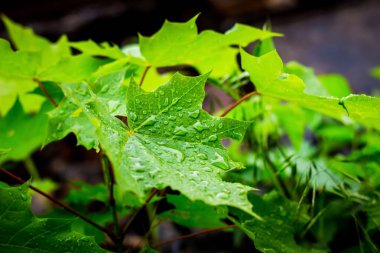 Yeşil akçaağaç üzerinde yağmur damlaları bırakır. Yağmur ormanda olduğunu. Genç yeşil akçaağaç yaprakları
