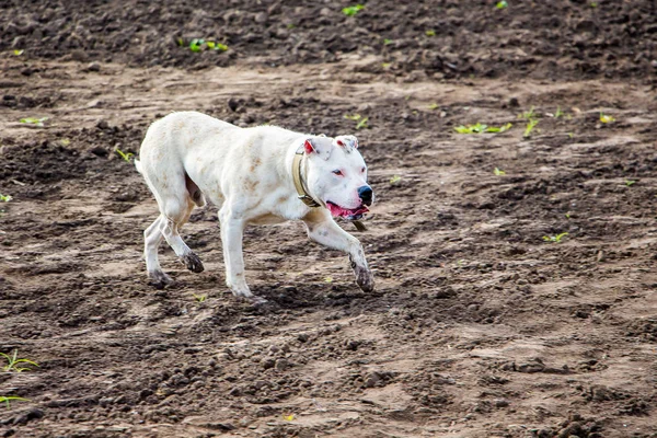 Raça Jovem Cão Branco Pitbull Correndo Através Campo Cão Branco — Fotografia de Stock
