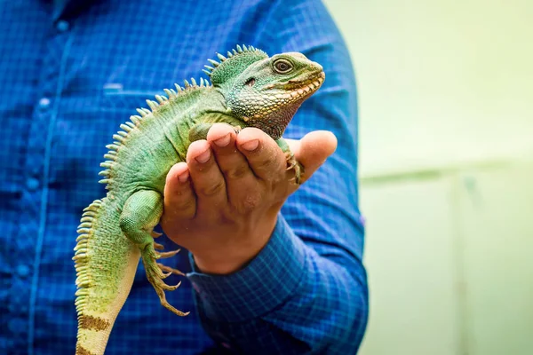 Yeşil iguana kertenkele adamlar yandan oturur. Yeşil kertenkele adam gösterir