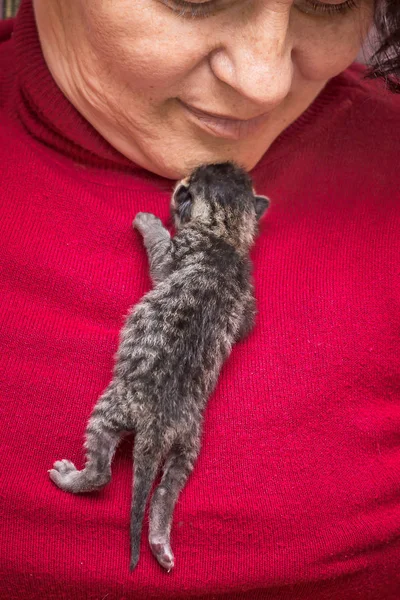 Küçük Yavru Kedi Kadının Meme Üzerinde Bir Sığınak Arıyor Bir — Stok fotoğraf