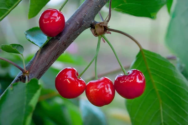 Auf Kirschen Reifen Gute Saftige Rote Beeren — Stockfoto