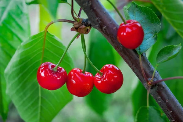 Rote Saftige Kirschen Garten Baum Anbau Von Beerenbäumen — Stockfoto