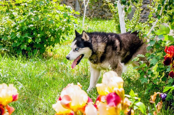 Husky dog strolls through  garden and protects  territory
