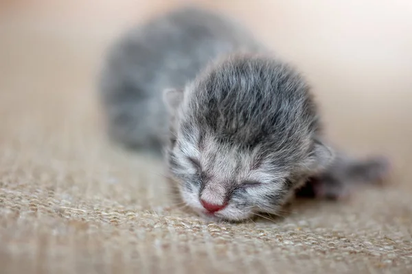 Despreocupado Gatito Gris Duerme Esperando Una Madre Bebé Recién Nacido —  Fotos de Stock