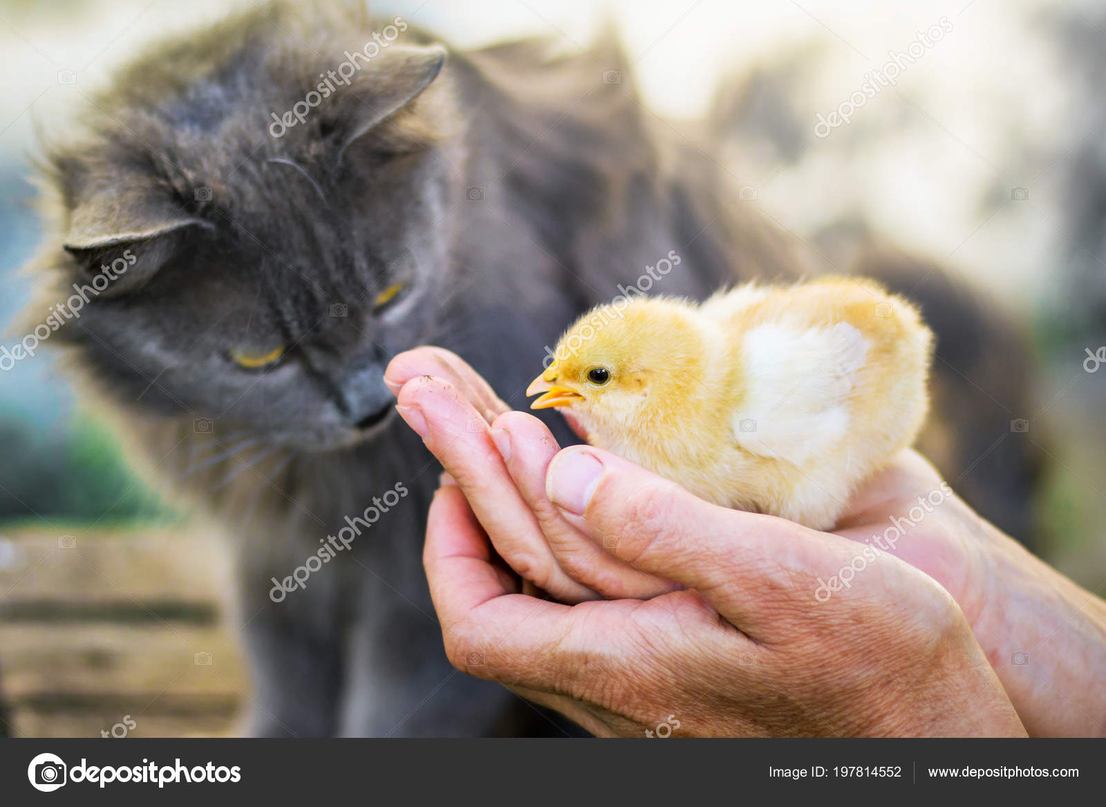 Küken mit großer Pussy
