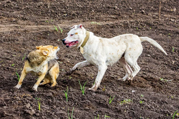Beyaz köpek pitbull ve kahverengi Mongrel arasında çatışma. Köpekler arasında çatışma. Köpekler saldırganlığı gösteriyor. İlgi çatışması
