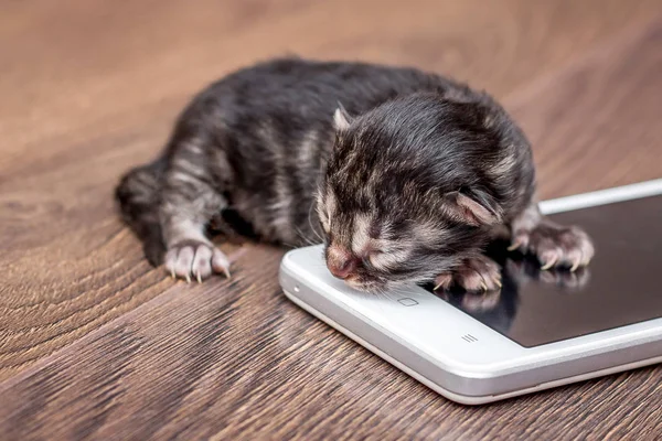 Newborn cat near  mobile phone. Modern technologies for children