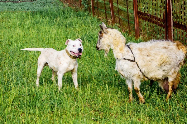 White dog breed pitbull protects  goat on  pasture