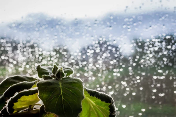 Zimmerpflanze Hintergrund Aus Feuchtem Glas Regentropfen Auf Dem Fensterglas — Stockfoto