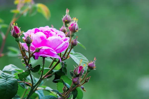 Růžové Růže Poupaty Zahradě Zeleném Pozadí Rozmazané Květiny Pro Dovolenou — Stock fotografie
