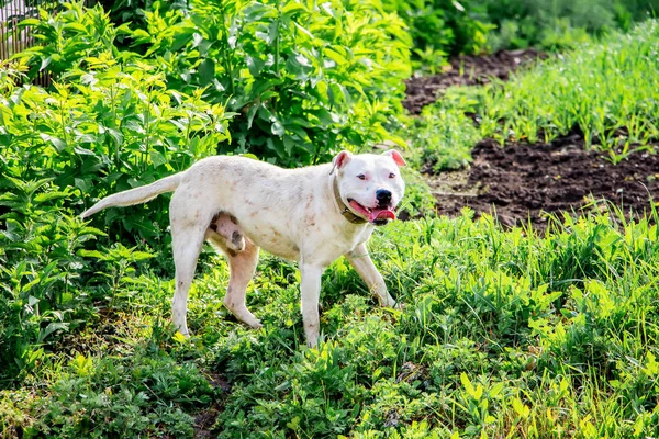 Beyaz Köpek Pitbull Bahçede Yürüyüş — Stok fotoğraf