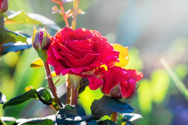 Heldere Rode Rozen Tuin Tegen Zon Zonnige Zomerochtend — Stockfoto