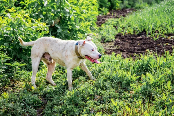 Beyaz Köpek Doğurmak Pitbull Mera Hayvancılık Korumak Için Yardımcı Olur — Stok fotoğraf