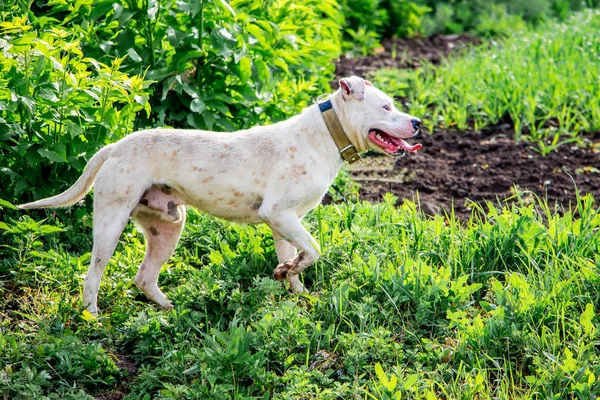 White dog pitbull in  field protects  herd of cattle. A dog on  walk