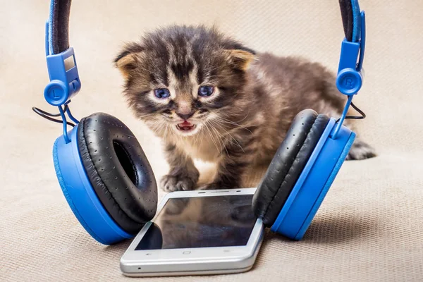 Kleine Gestreepte Schattige Kitty Buurt Koptelefoon Baby Luistert Naar Muziek — Stockfoto