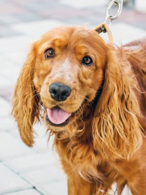 Şehir sokaklarında yürürken tasma kahverengi sabaka Cocker Spaniel. Köpek insanlar çok yakışıklı görünüyor