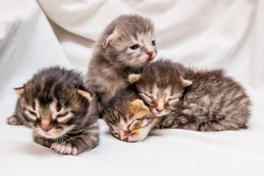 Newborn yavru kedi grubudur. Kör küçük şirin kedi yavrusu anne için bekliyor