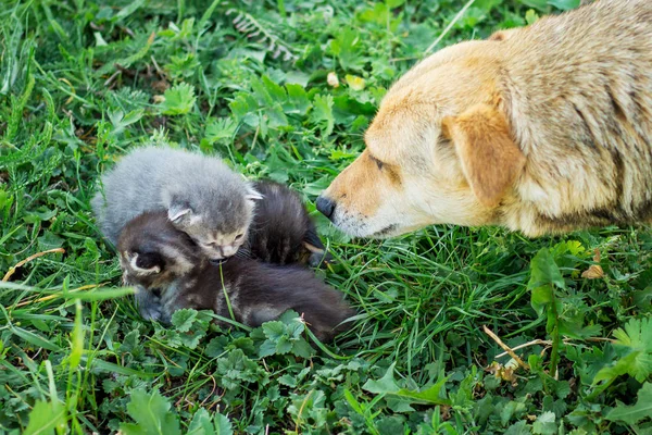 Dog looks and sniffs the little kittens that sit on  grass. We will be acquainted. Unknown creatures. Dog takes kittens for protection. Kittens are protected by a dog