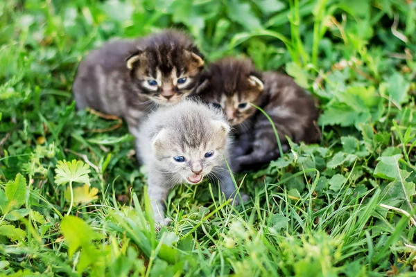 Los Gatitos Están Sentados Sobre Hierba Verde Llamando Madre Hora —  Fotos de Stock