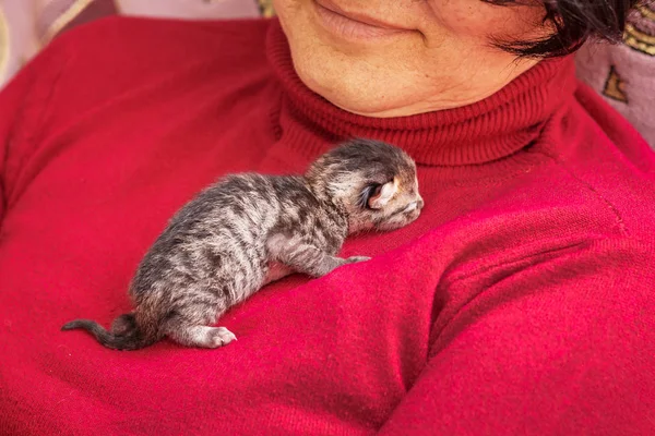 Küçük Yavru Kedi Kadının Göğsünde Bir Sığınak Arıyor Yaşlı Bir — Stok fotoğraf
