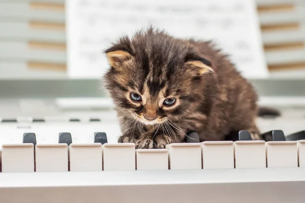Small kitty sits on  piano keys. First steps in mastering musical instrument. A piano game