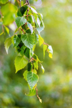 Bahar ya da yaz aylarında taze yapraklarla huş ağacı dalı. Birch parlak yeşil yaprakları ile arka plan