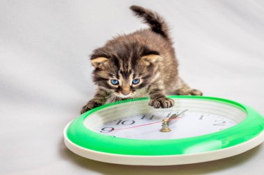 Küçük kedi saat görünüyor. Zaman hızlı ilerliyor. Akşam yemeği vakti. Öğle yemeği molası. Yeni yıl geliyor. Yakında yeni yıl