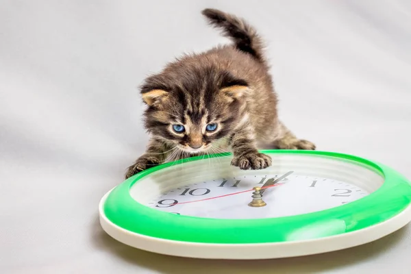 Gatinho Olha Para Relógio Tempo Está Correr Rápido Está Hora — Fotografia de Stock