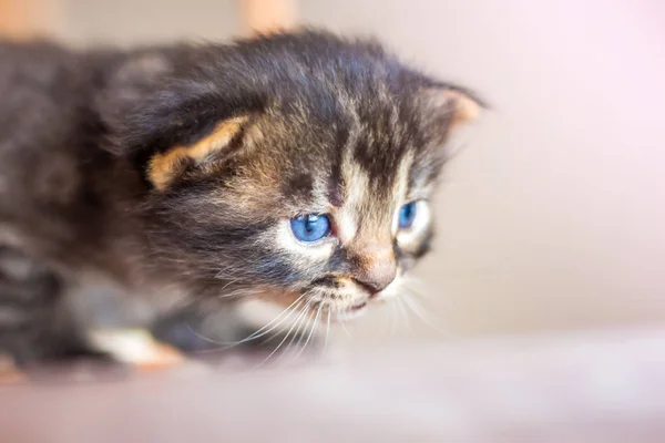 Een Beetje Leuk Weinig Blauwe Kitten Verbergt Hinderlaag Tijdens Spel — Stockfoto