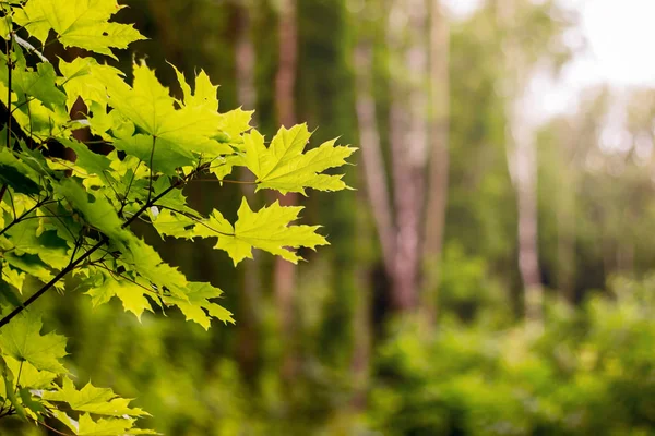 Good day in  woods. Maple leaves on a blurry background. Copy spase for text