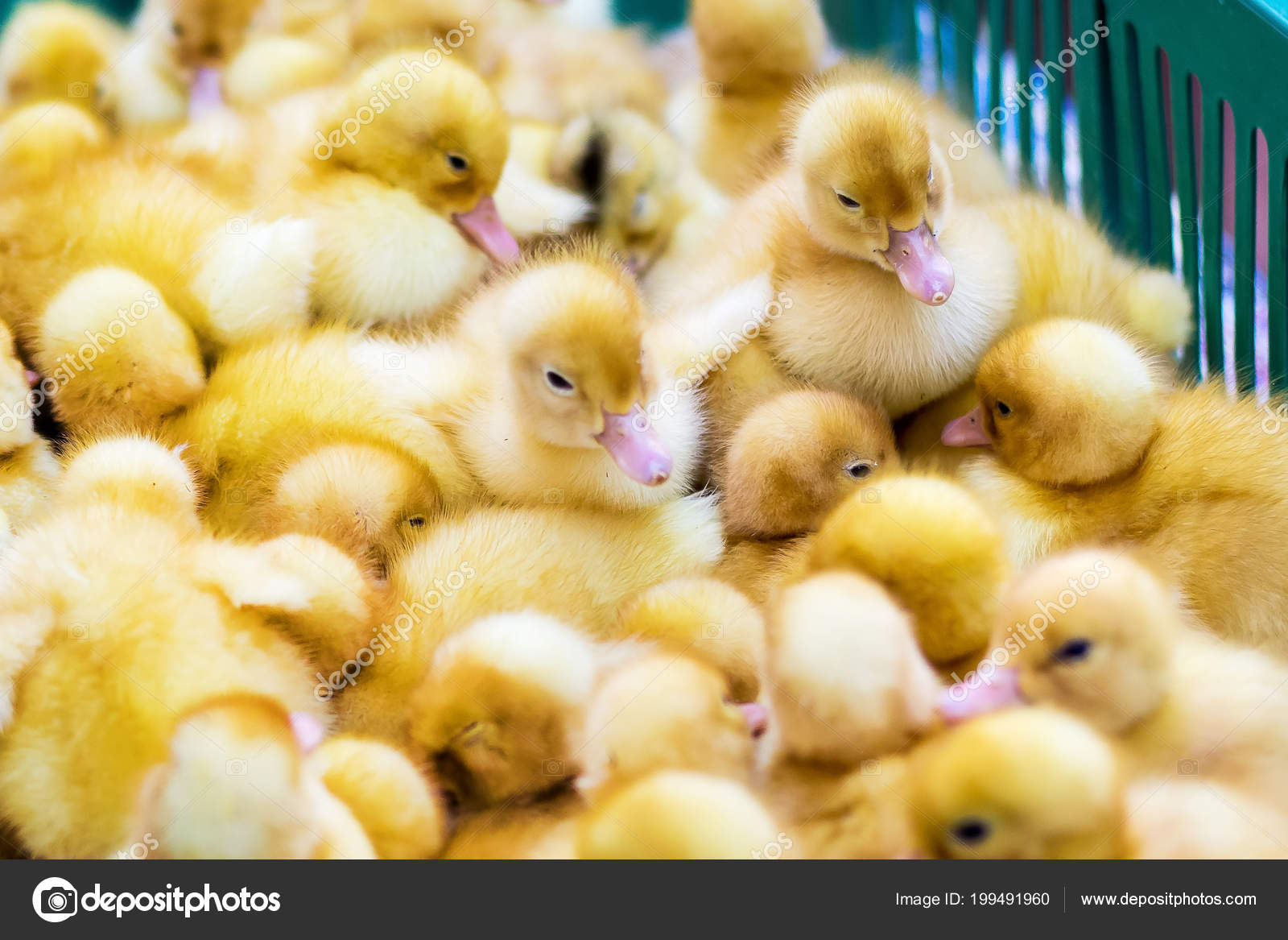 Yellow Duck Box Sale Fair Incubator Ducklings Sale Stock Photo C Mvolodymyr