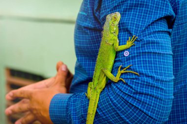 Yeşil kertenkele erkekler yandan. Kertenkele konforlu bir adamla hissediyor