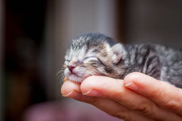 Küçük Şeritli Yavru Kedi Kadın Elinde Üstünde Uyumak Bir Kadın — Stok fotoğraf