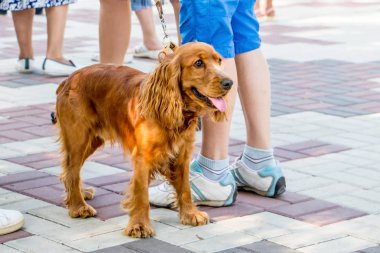 Köpek yavru horoz İspanyol şehir parkında yürürken sahibi ile. Bir köpek yüksek lisans ile kaldırım karosu gider